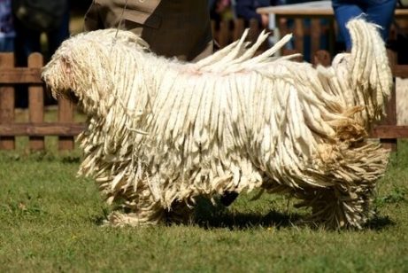 komondor origin