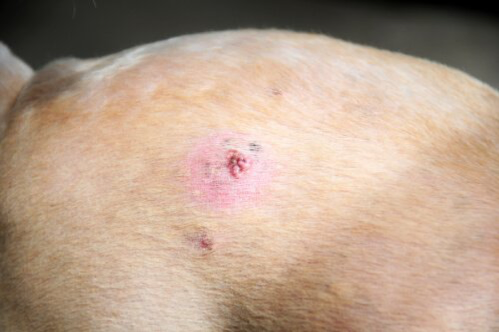 Dog with skin cancer