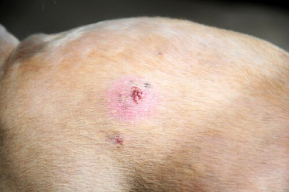 Skin Cancer In Dogs My Animals