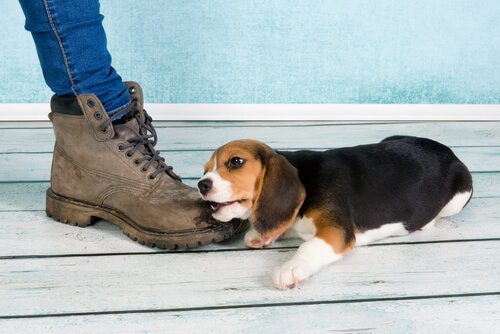 What to Do When Your Puppy Chews On Everything