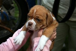 Tips for Taking Your Pet to the Vet