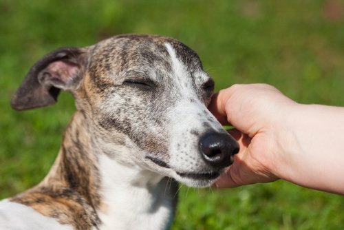 Someone petting a Spanish Greyhound