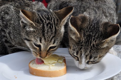 Two cats eating from a plate