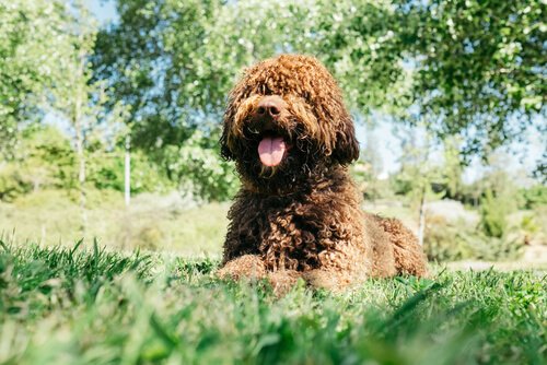 Water dog lying on the grass
