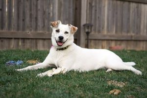 What is Acute Abdomen in Dogs?