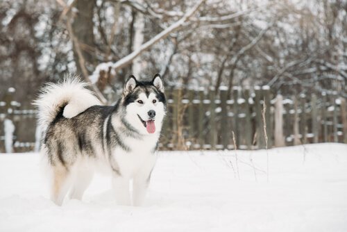 Nordic dog breeds