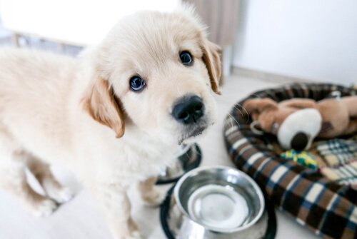 A Golden retriever puppy with his bowl. 