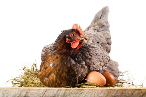 Hen sitting on her eggs