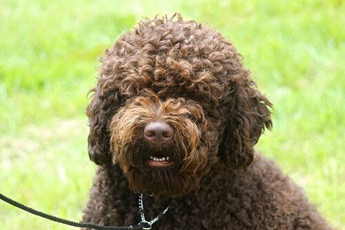 barbet water dog