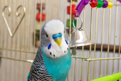 Best home environment for parakeets
