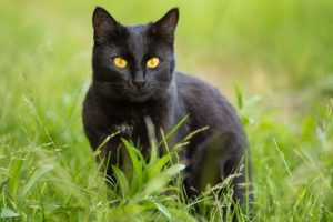 Bombay Cat: Characteristics and Care