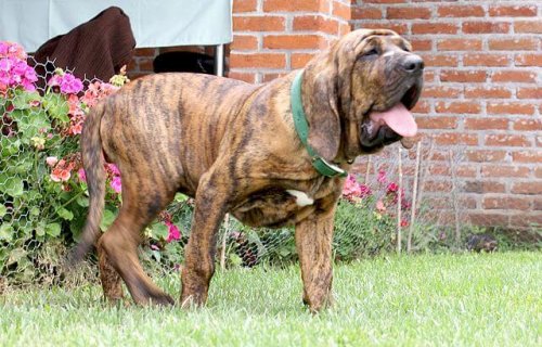 Brazilian Mastiff