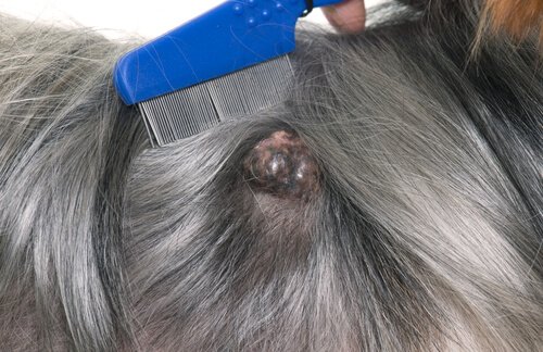  Skin cancer in dogs 
