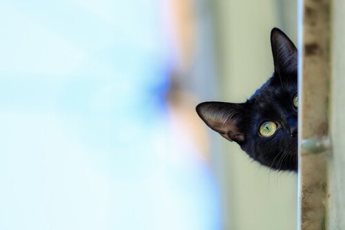 Curious Bombay Cat