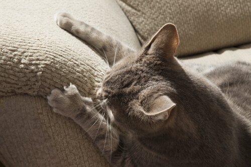 A cat scratching a sofa
