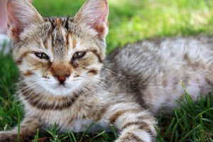 No, Cats Are Not Smarter Than Dogs