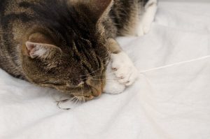 Why Do Cats Chew on Their Owner's Clothes?