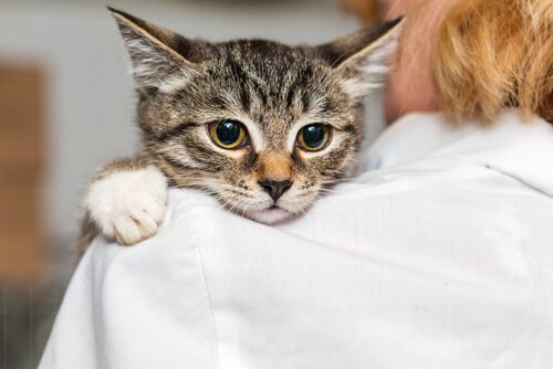 A cat resting on a woman's shoulder