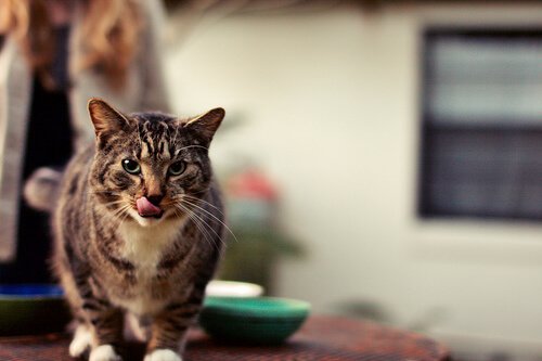 choosing the right diet for your cat's oral hygiene