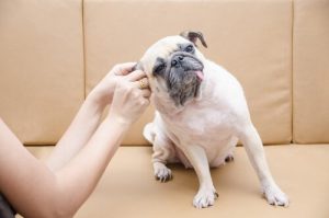 How to Clean a Dog's Ears