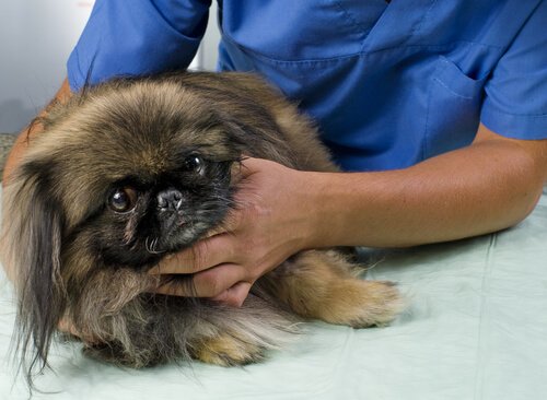 A dog getting checked by a vet