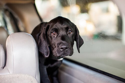 A puppy in car