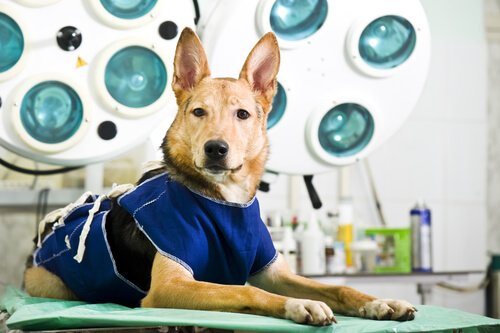 Dog with wobbler syndrome on operating table