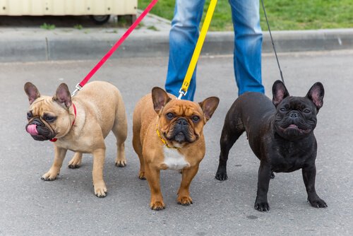 Walking French Bulldogs