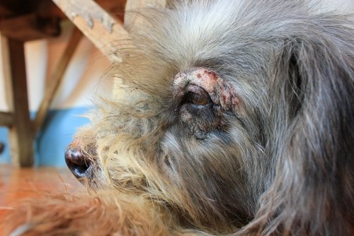 dog with dermatitis