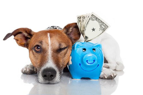 Dog next to a piggy bank