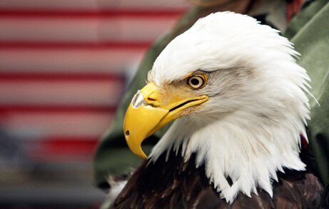 Bald eagle with prostheses