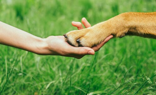 How to Earn a Dog’s Respect - My Animals