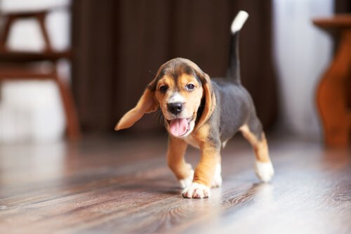 A Beagle walking on a wooden floor.