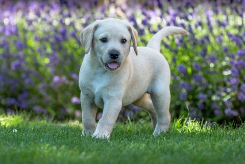 A puppy in field
