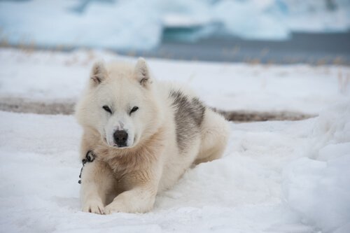 Greenland Dog