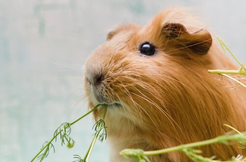guinea pig eating plant