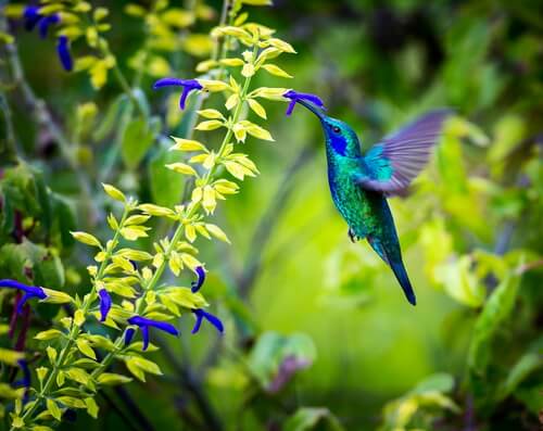 Hummingbird gathering nectar