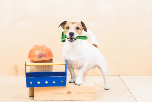Chores for Dogs: What Can You Ask Them to Do?