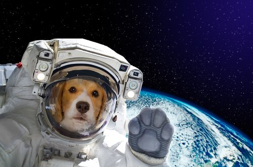 Dog wearing a space suit