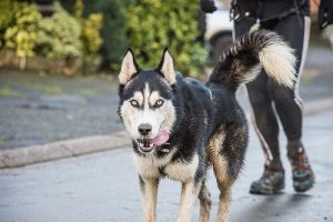 Losing Weight with a Dog