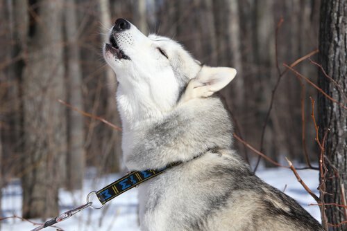  Siberian Husky howling in the snow 