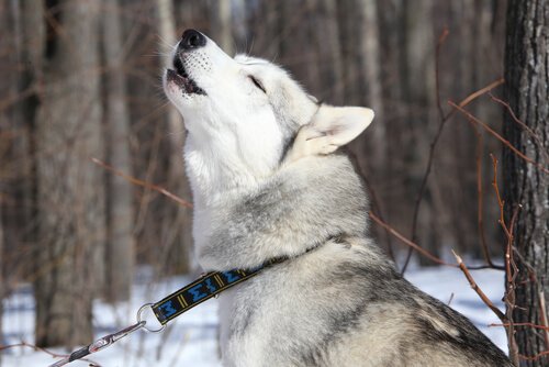 Siberian Husky howling in the snow