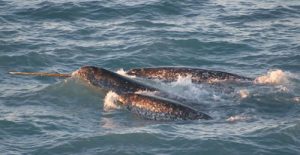 Narwhals: The unicorns of the sea