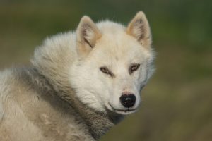 The Greenland Dog