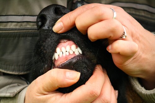 owner checking her dog's gums