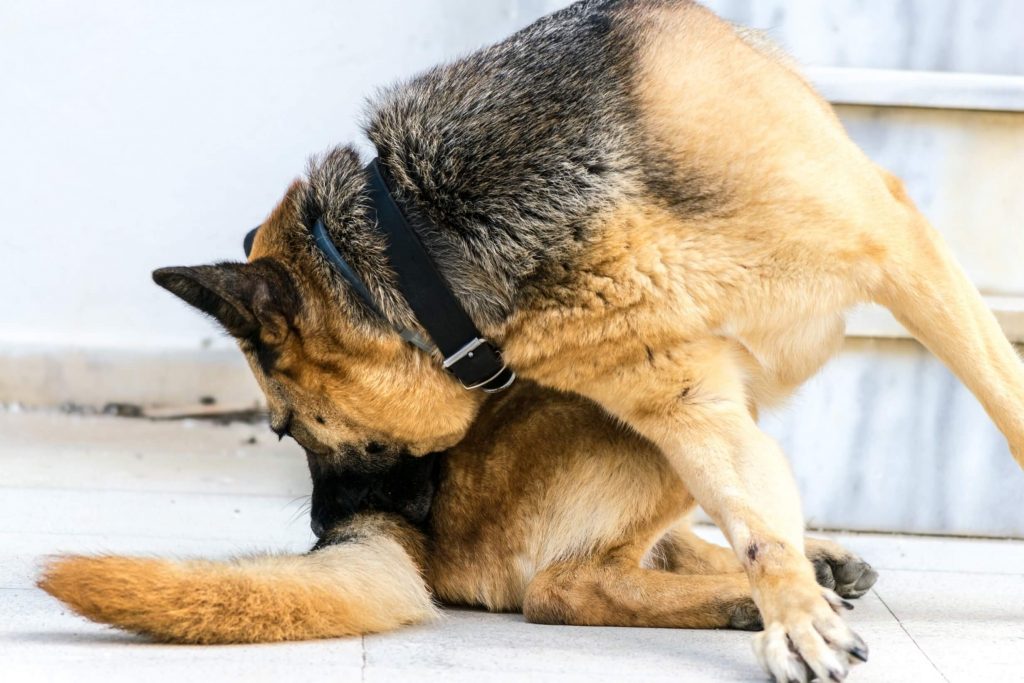 German Shepherd biting its tail