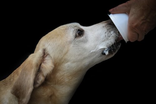 Dog licking a yogurt carton