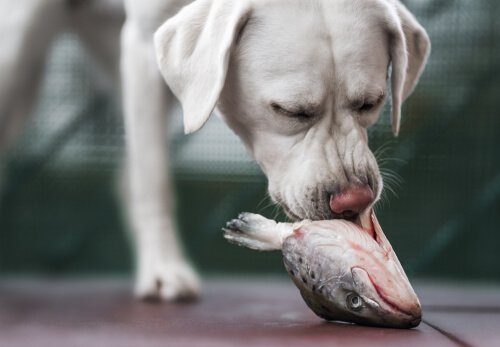 Dog eating a raw fish
