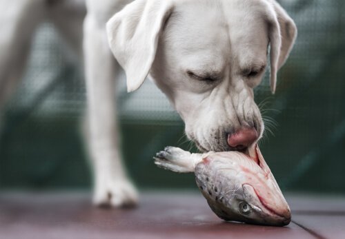  Dog eating a raw fish 