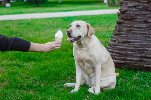 White Labrador eating ice cream